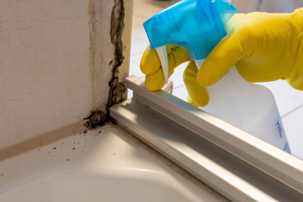 Best Mold Remediation for Specific Building Types in Green Park, MO